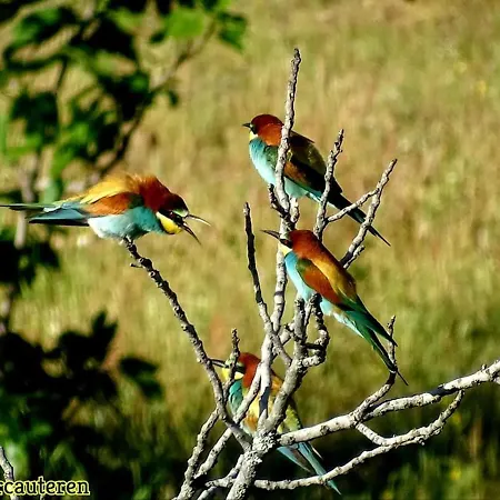 Landhaus Flores Amarillas